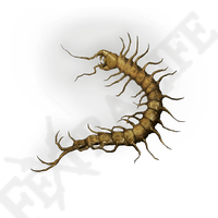 Golden Centipede