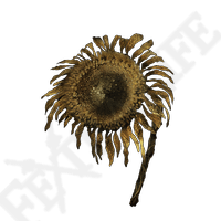 Tarnished Golden Sunflower *999